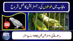 How to Register Your Parrots Before Punjab Govt’s Deadline